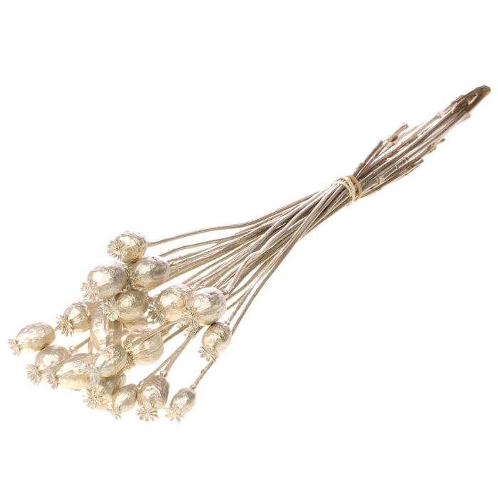 <h4>Papaver champagne gold</h4>