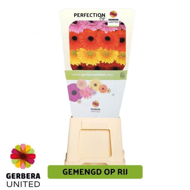 <h4>Gerbera diamond mix in row</h4>