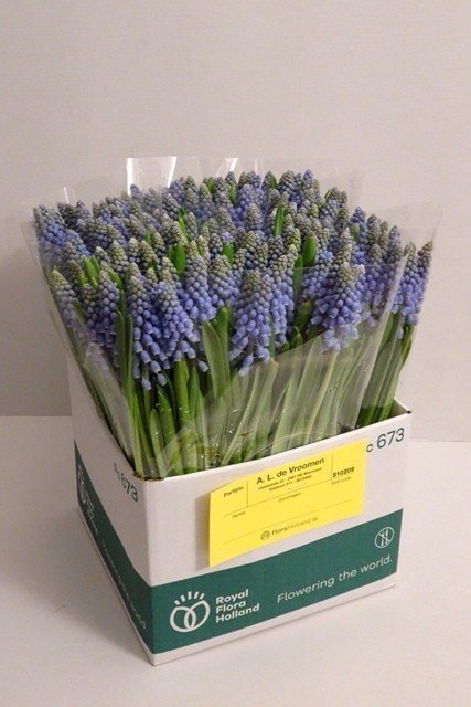 <h4>Muscari blue</h4>
