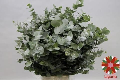 <h4>Leaf eucalyptus cinerea per bunch</h4>