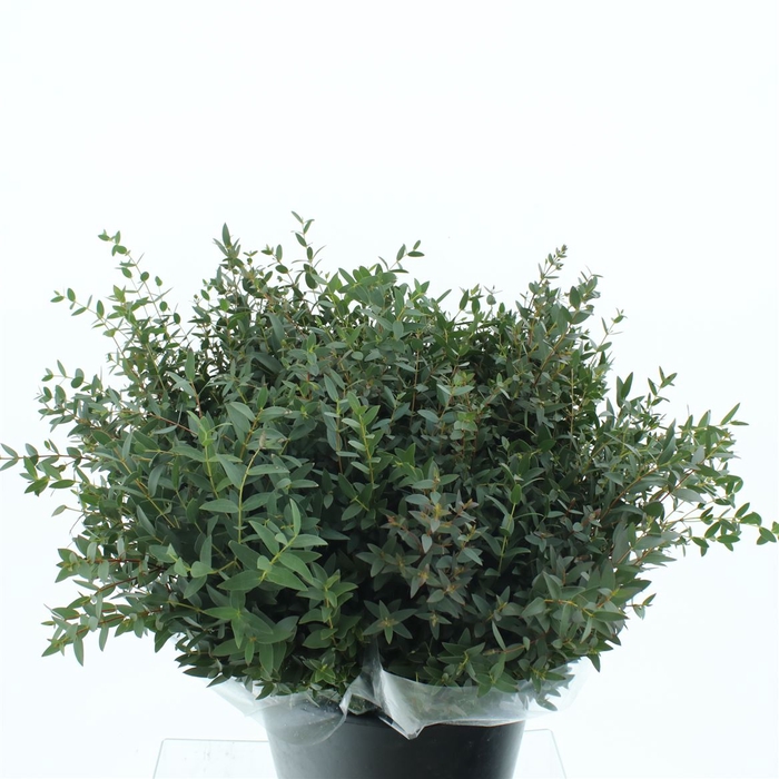 <h4>Euca Parvifolia Short 150gram X20</h4>