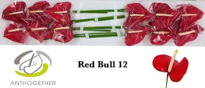 <h4>Anthurium red bull</h4>