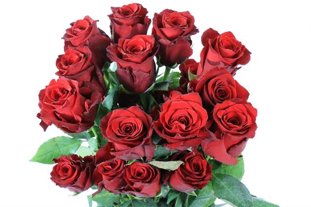 <h4>Rosa ec explorer</h4>