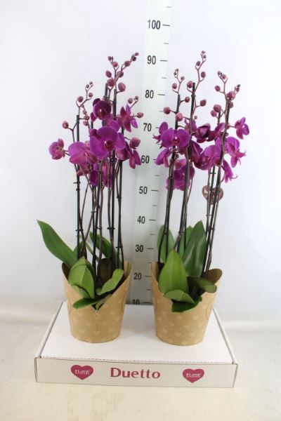 <h4>Phalaenopsis ...lilac</h4>