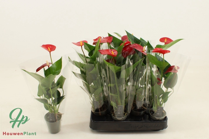<h4>Anthurium (Andreanum Grp) Micra</h4>