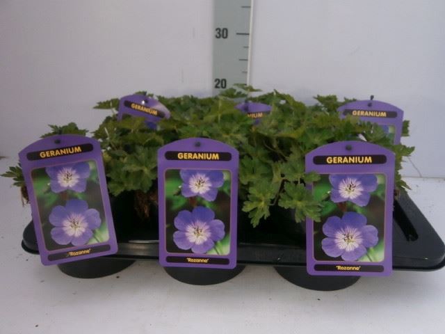<h4>Geranium 'rozanne'</h4>