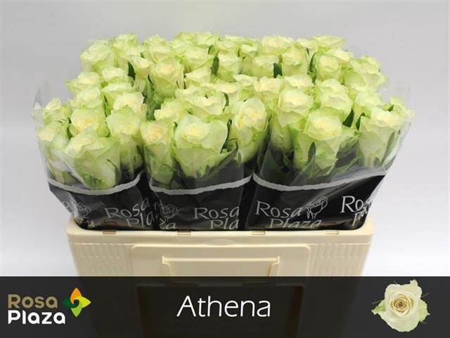 <h4>R GR ATHENA</h4>