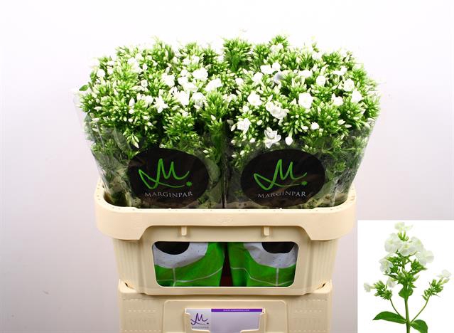 <h4>Phlox icecap</h4>