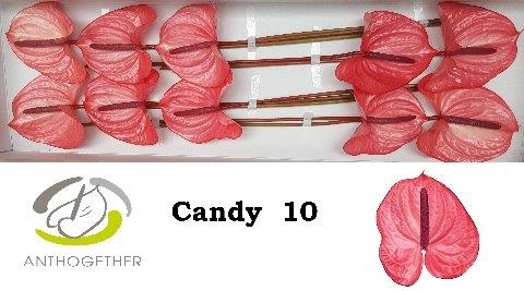 <h4>Anthurium candy</h4>