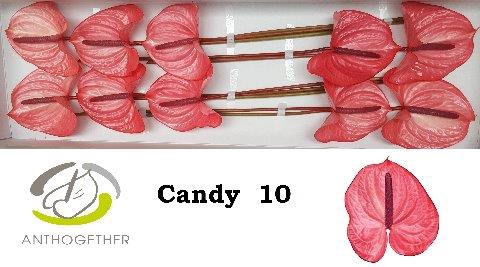 <h4>ANTH A CANDY</h4>
