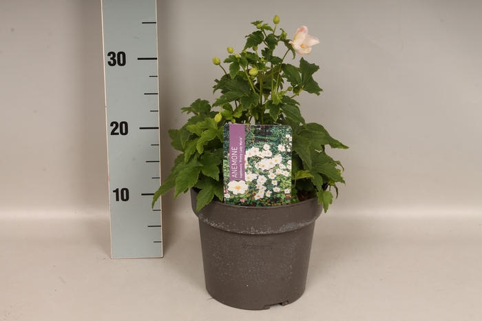 <h4>vaste planten 19 cm  Anemone Pretty Lady Maria</h4>