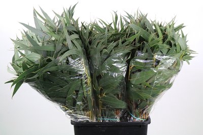 <h4>Leaf eucalyptus victoria per bunch</h4>