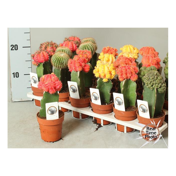 <h4>Cactus mix 8,5Ø 20cm</h4>