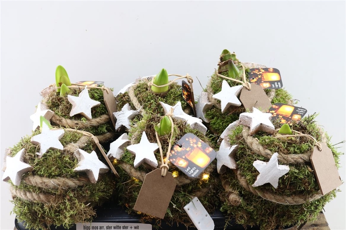 <h4>Hipp Mos Arr. Ster Witte Ster + With Lights</h4>
