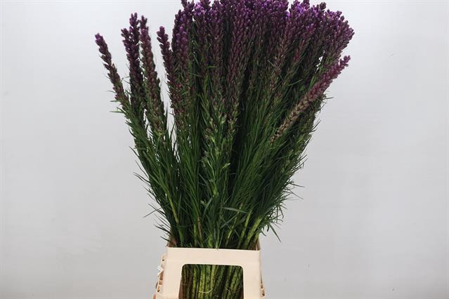<h4>Liatris callilepis</h4>