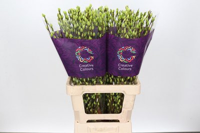 <h4>Salix paint pussy willow applegreen</h4>