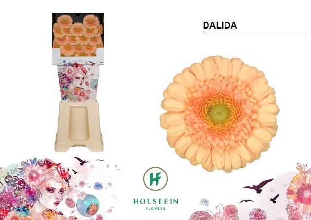 <h4>Germini diamond dalida</h4>
