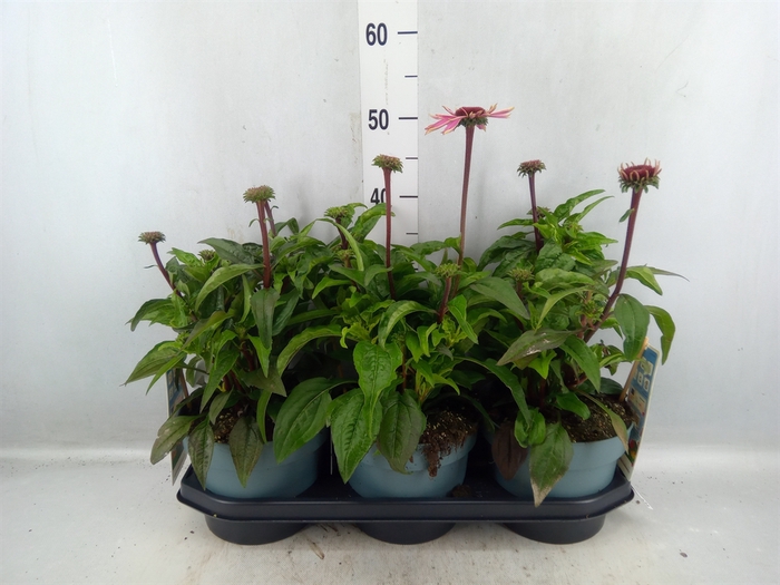 <h4>Echinacea Purp. 'mooodz Courage'</h4>