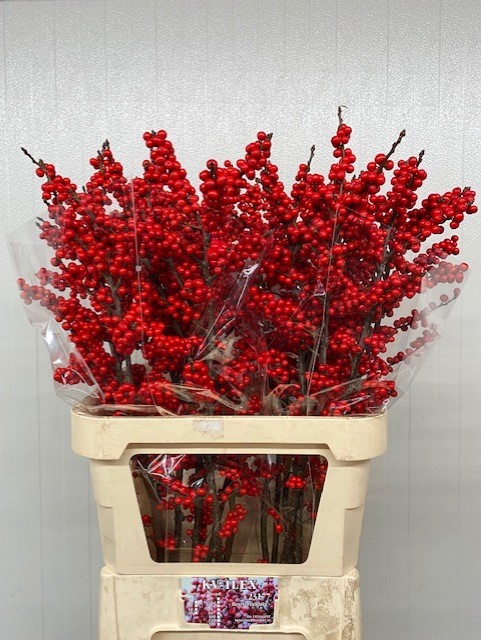 <h4>Ilex verticillata red</h4>