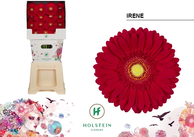 <h4>Gerbera diamond irene</h4>