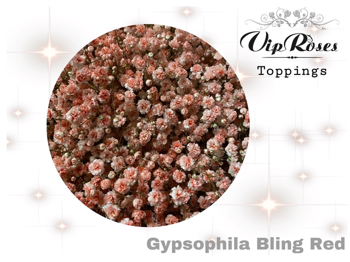 <h4>GYPS PA BLING RED</h4>