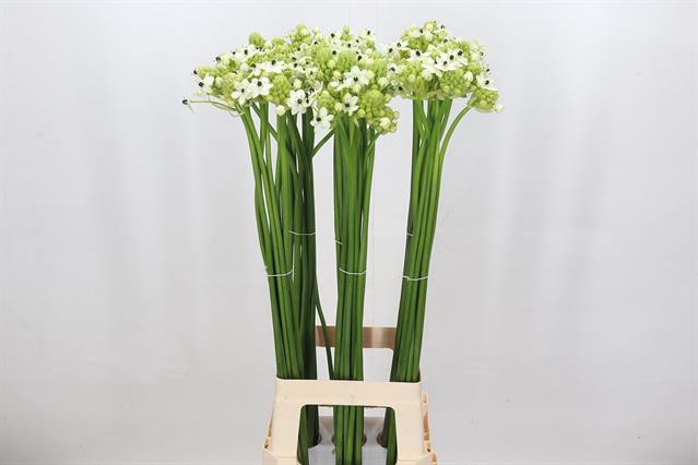 <h4>Ornithogalum saundersiae</h4>