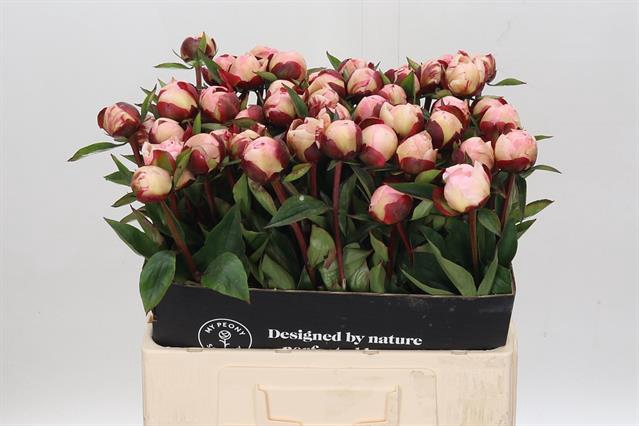 <h4>Paeonia gardenia</h4>