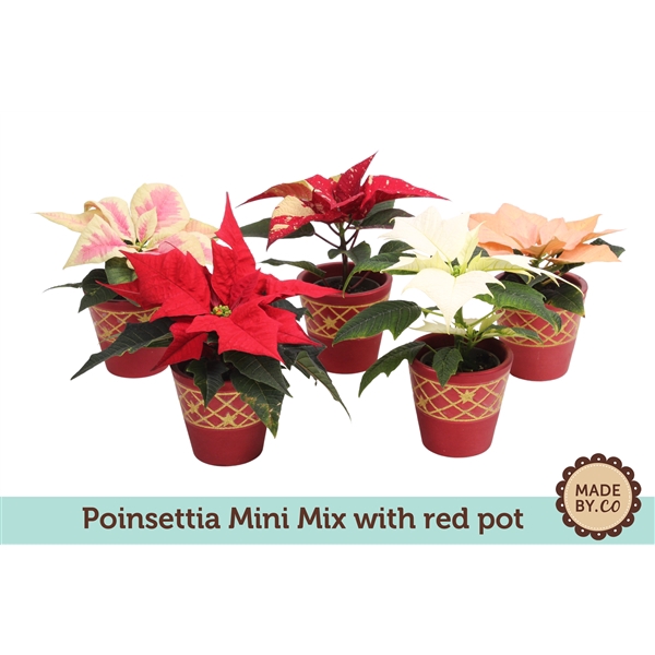 <h4>Euph. Poinsettia Mini Mix in Red pot</h4>
