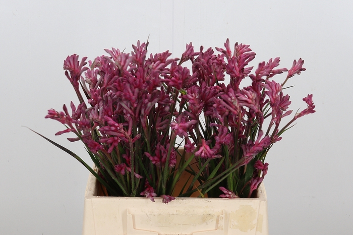 <h4>Anigozanthos Bush Pearl</h4>
