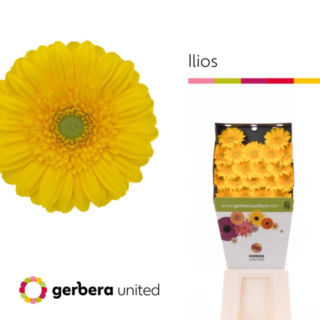 <h4>Germini diamond ilios</h4>