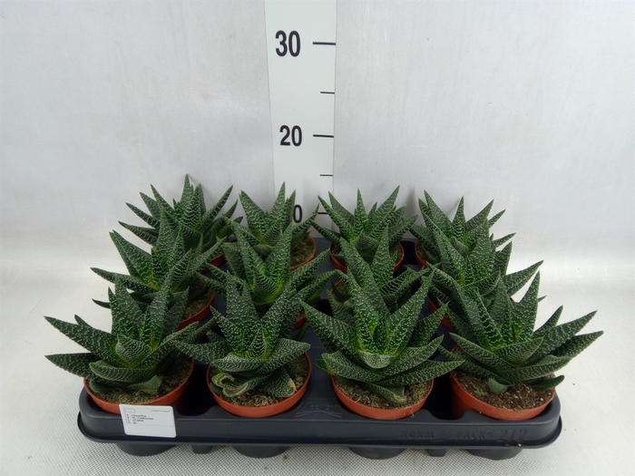 <h4>Gasterhaworthia  'Royal Highness'</h4>