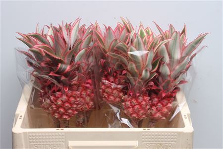 <h4>Ananas Big</h4>