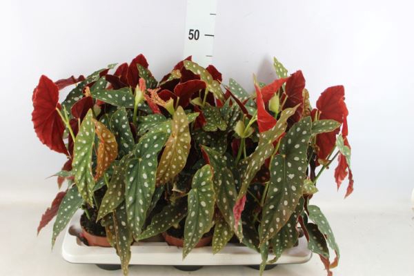 <h4>Begonia Bd Maculata 'wightii'</h4>