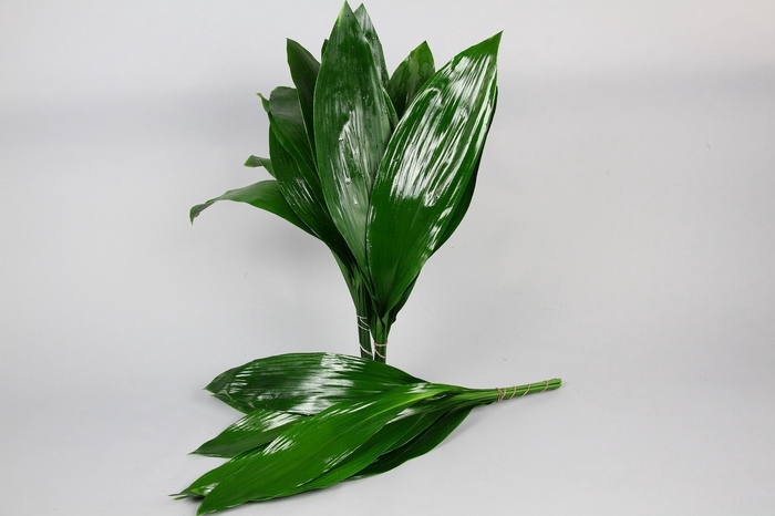 <h4>Aspidistra x 5</h4>