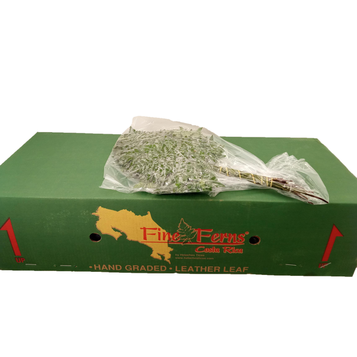 <h4>LEDERVAREN EXTRA VACUUM X12 FINE FERNS</h4>