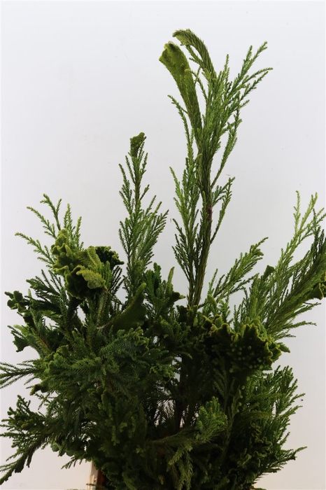 <h4>Cryptomeria Cristata Per Tak 90cm</h4>