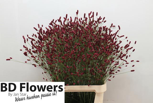 <h4>Sanguisorba oriental dream</h4>