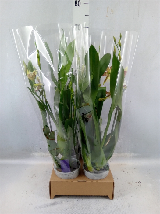 <h4>Aliceara 'renaissance White'</h4>