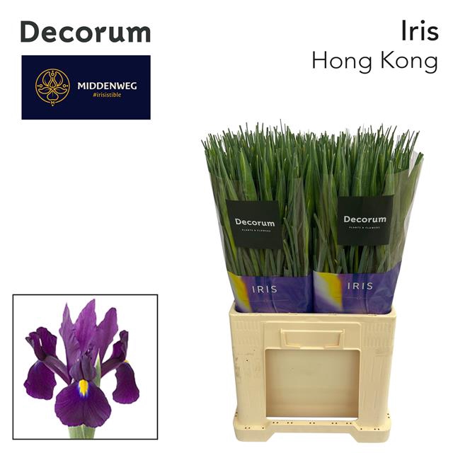 <h4>Iris hong kong</h4>