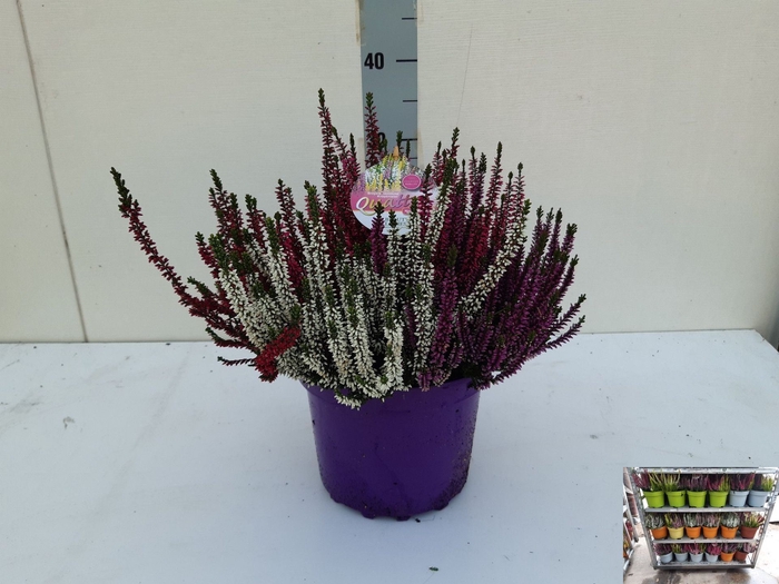 <h4>Calluna vulg. Beauty Ladies Quattro</h4>
