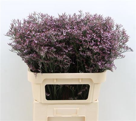 <h4>Lim Saf Lilac 80cm Extra</h4>