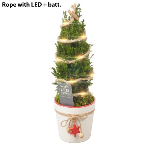 <h4>PTK23153 Chamaecyparis lawsoniana 'Ellwoodii'</h4>