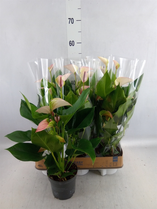 <h4>Anthurium  'Joli Pulse'</h4>
