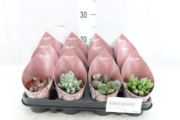 <h4>Adromischus cooperii</h4>