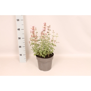 vaste planten 19 cm  Agastache kudos Ambrosia