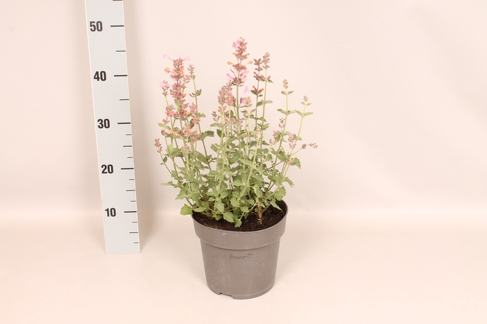 vaste planten 19 cm  Agastache kudos Ambrosia