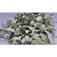 <h4>Leaf eucalyptus populus</h4>
