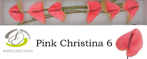 <h4>Anthurium pink christina</h4>
