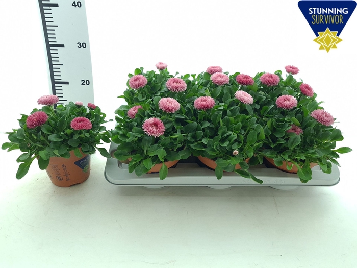 <h4>Bellis perennis</h4>