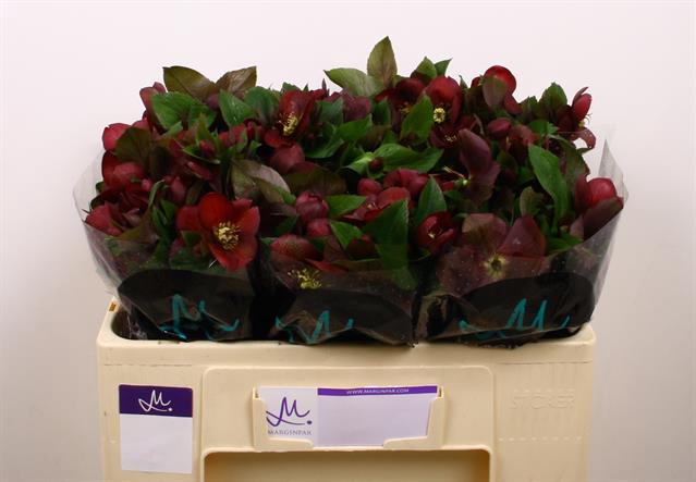 <h4>Helleborus mammoth red</h4>